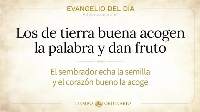 Evangelio del dia sabado Lucas ,  sembrador buena semilla da fruto 